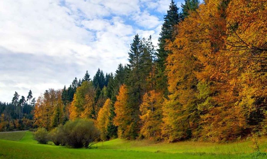 Itinéraires de randonnée du week-end à Stuttgart : à la découverte de forêts profondes dignes de la Forêt-Noire